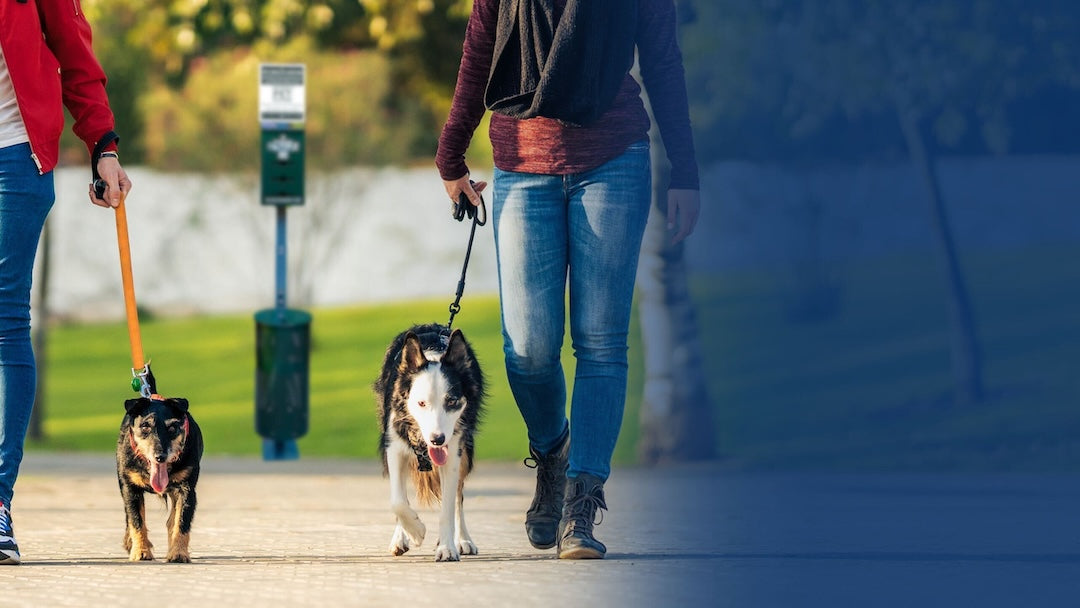 Two people walking two dogs on a path in a park.